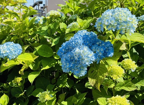 そろそろ梅雨ですね